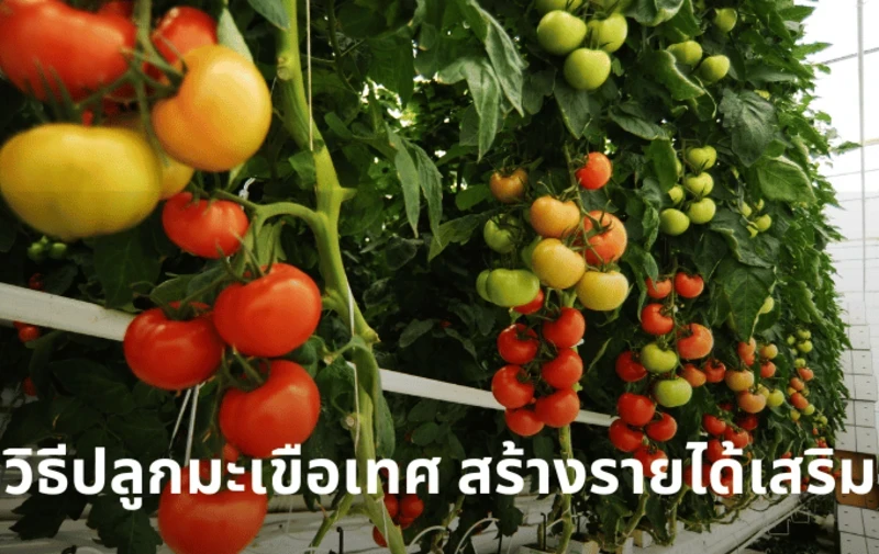 วิธีปลูกมะเขือเทศ สร้างรายได้เสริม