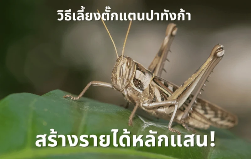 วิธีเลี้ยงตั๊กแตนปาทังก้าสร้างรายได้หลักแสน