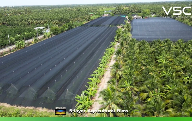 พลาสติกโรงเรือนขนาด 2.5 เมตร 100ไมครอน ในสวนพลู