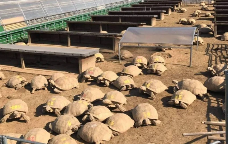 Livestock film สำหรับฟาร์มเต่า