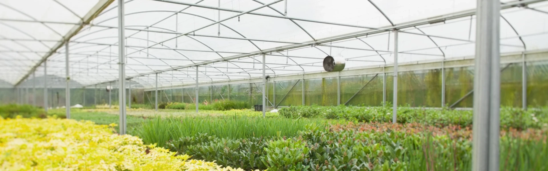 ฟิล์มคลุมโรงเรือนชนิดกันความร้อน (cooling diffused film)