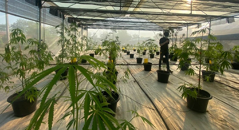 พิธีลงนามบันทึกความร่วมมือทางวิชาการ (MOU) เพื่อพัฒนาสายพันธุ์กัญชง (hemp) เพื่อการพาณิชย์และอุตสาหกรรม